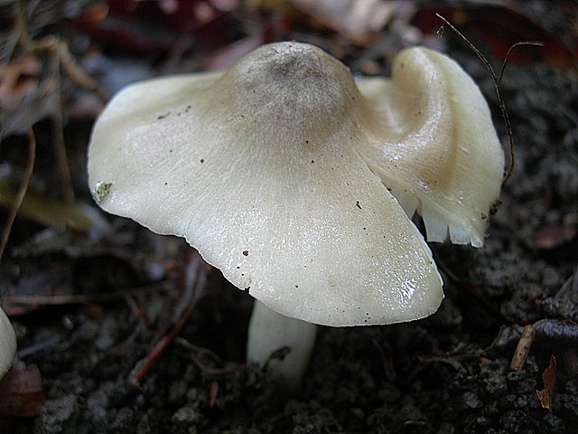 Hygrocybe  fornicata  (Fr.)   Singer